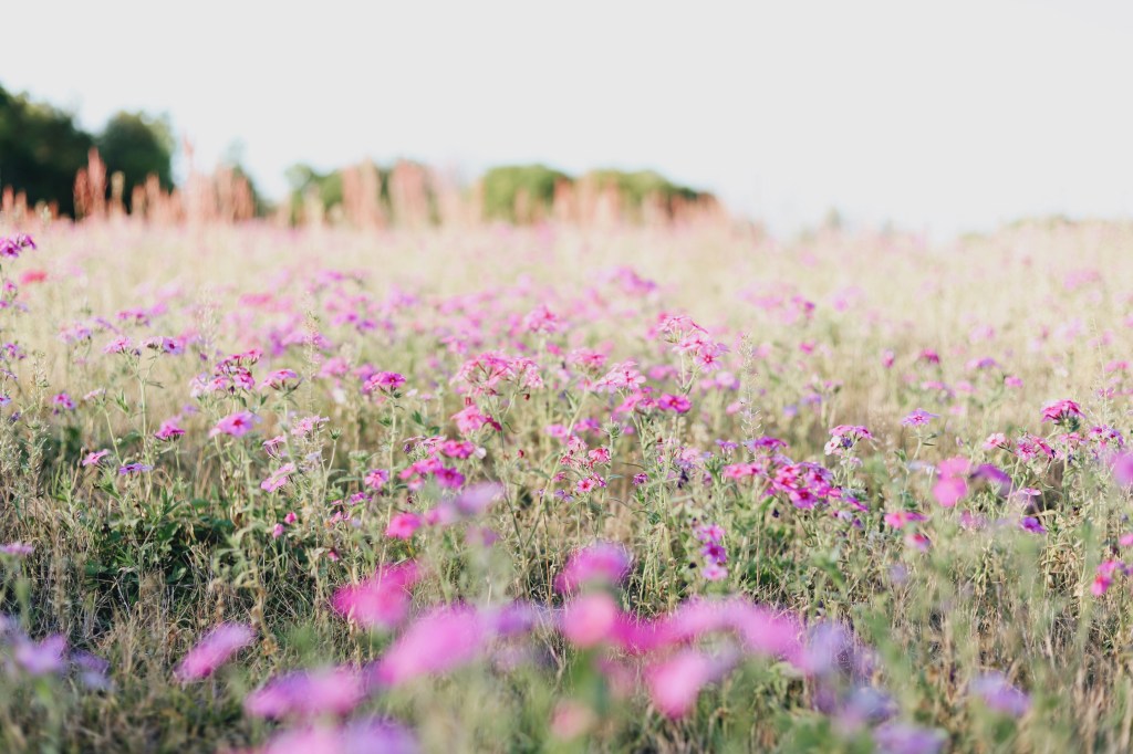Pink and purple wildflowers, mixed with grass in a field during golden hour