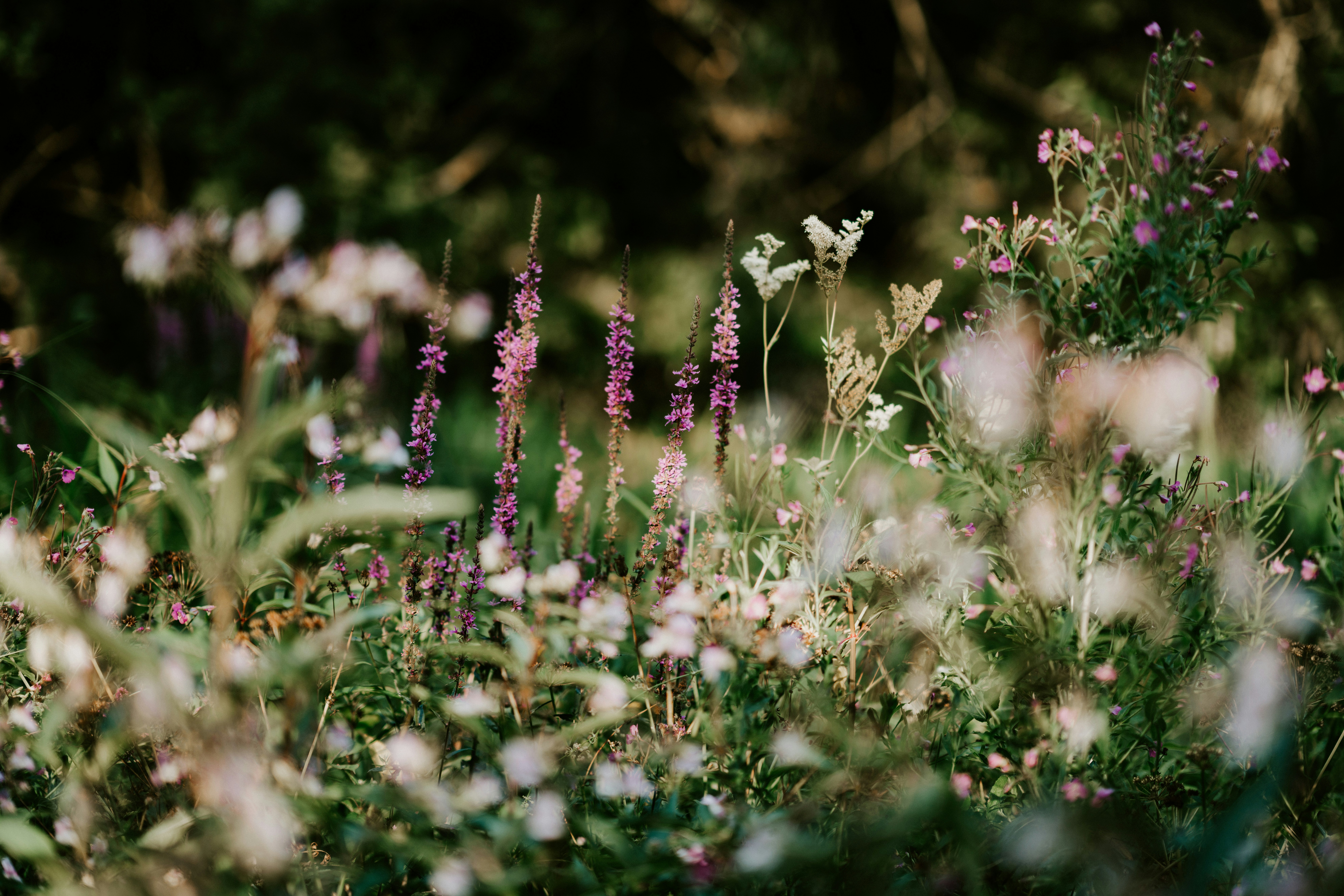 Subtle, simple white wildflowers within greenery and overlooking a dark background