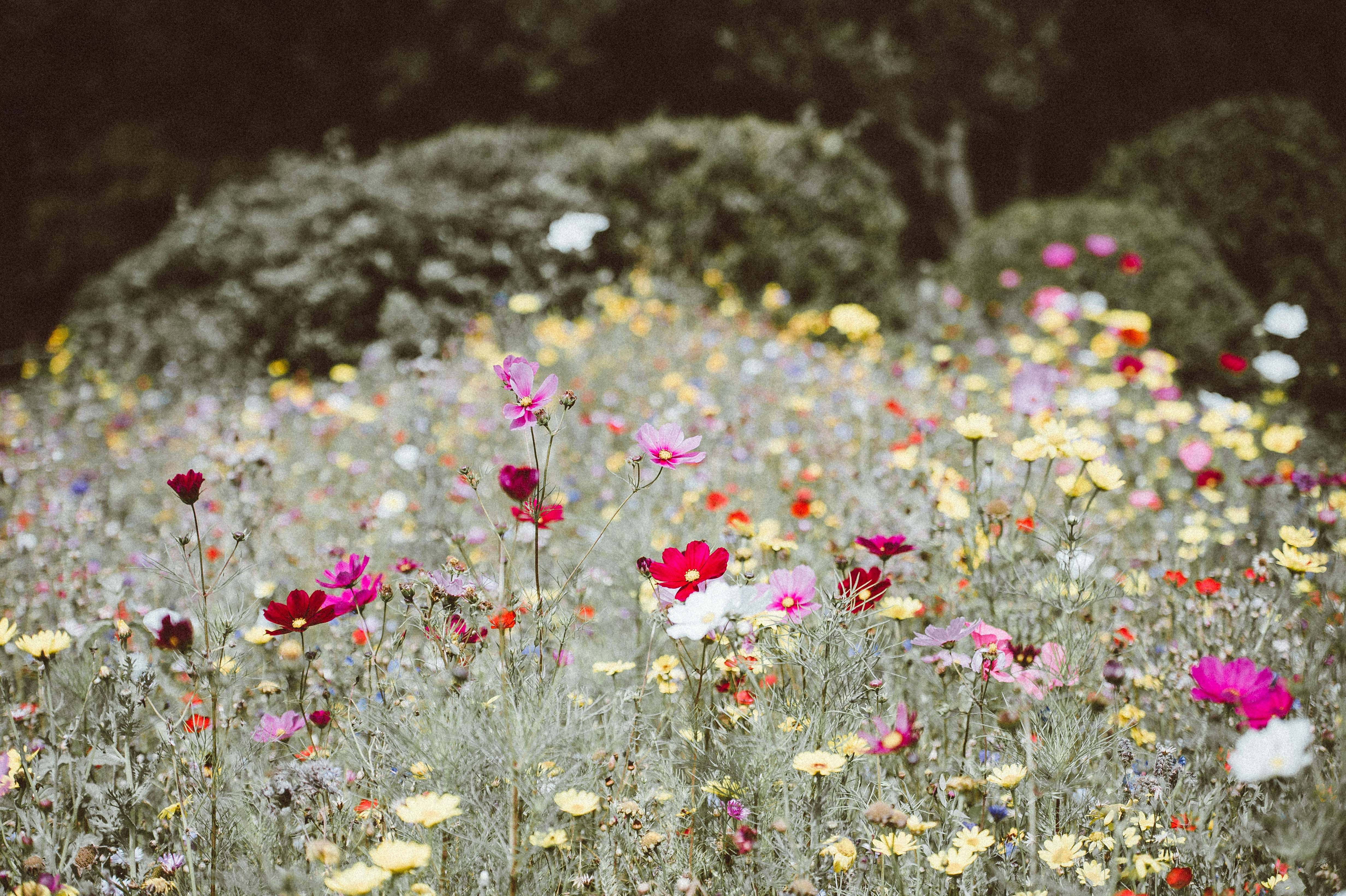 rainbow colored wildflowers with a pale background in tall grass