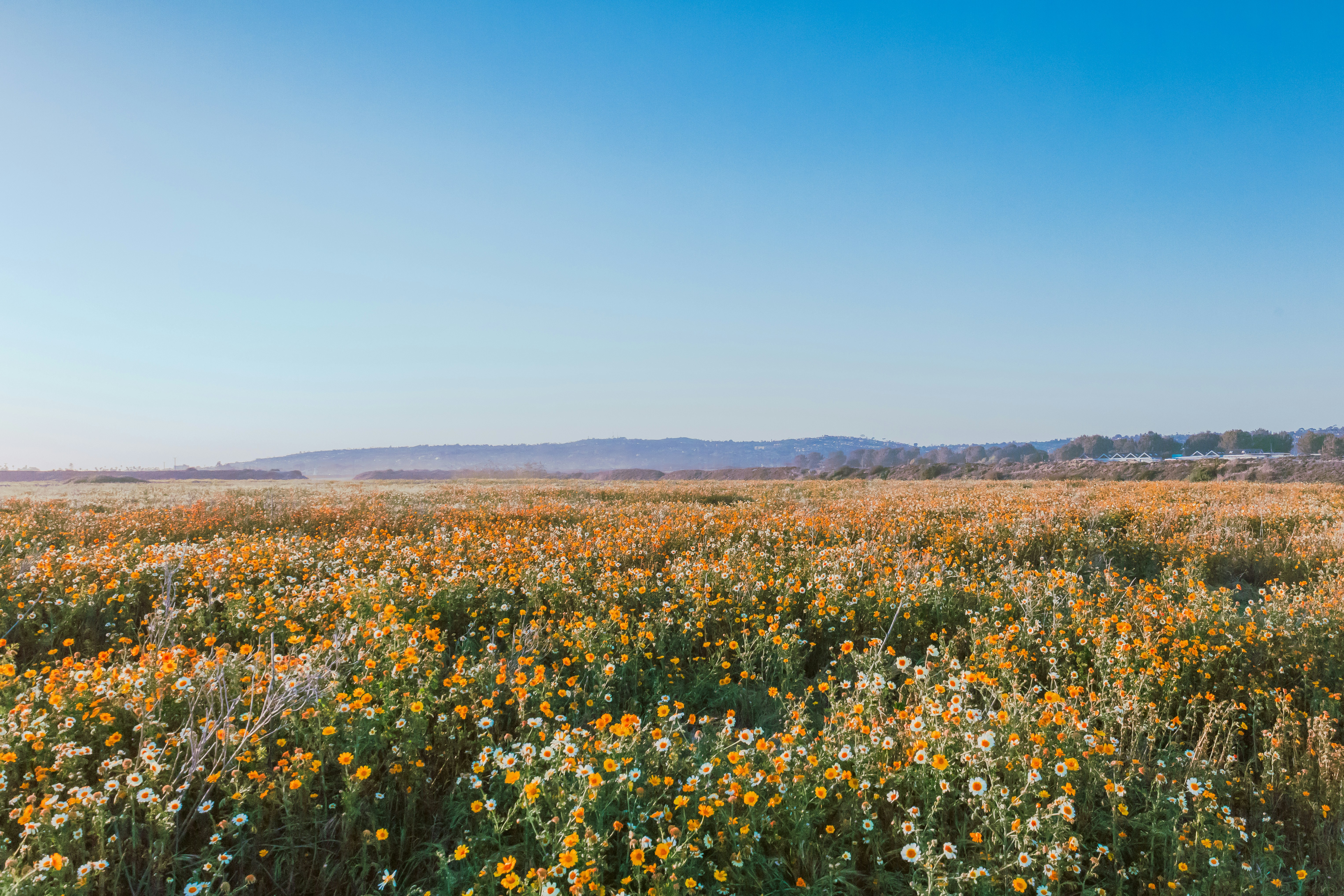 Yellow and orange colorful wildflowers in a field, with a big blue sky and small hills
