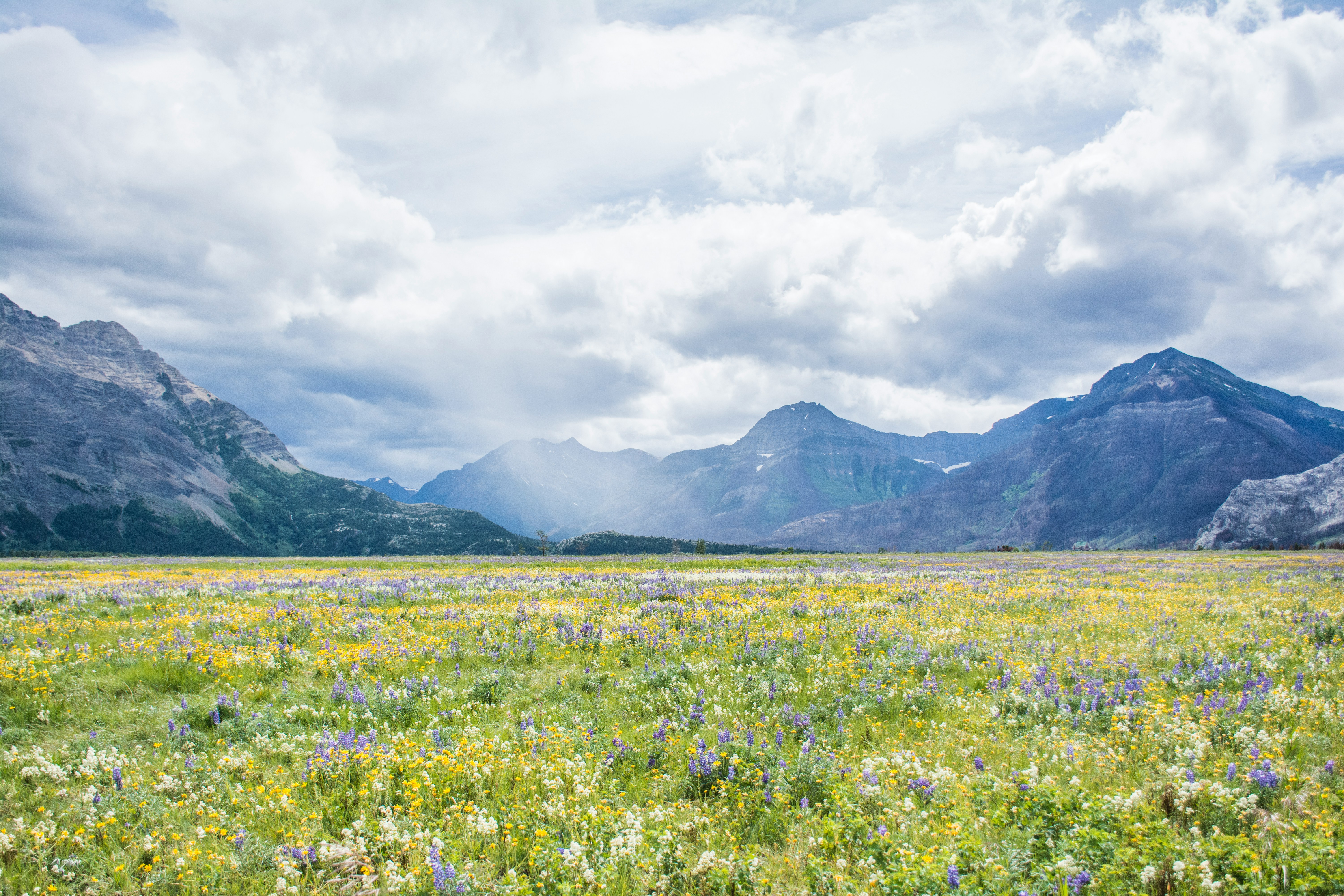 wildflowers with a mountain background and a cloudy sky